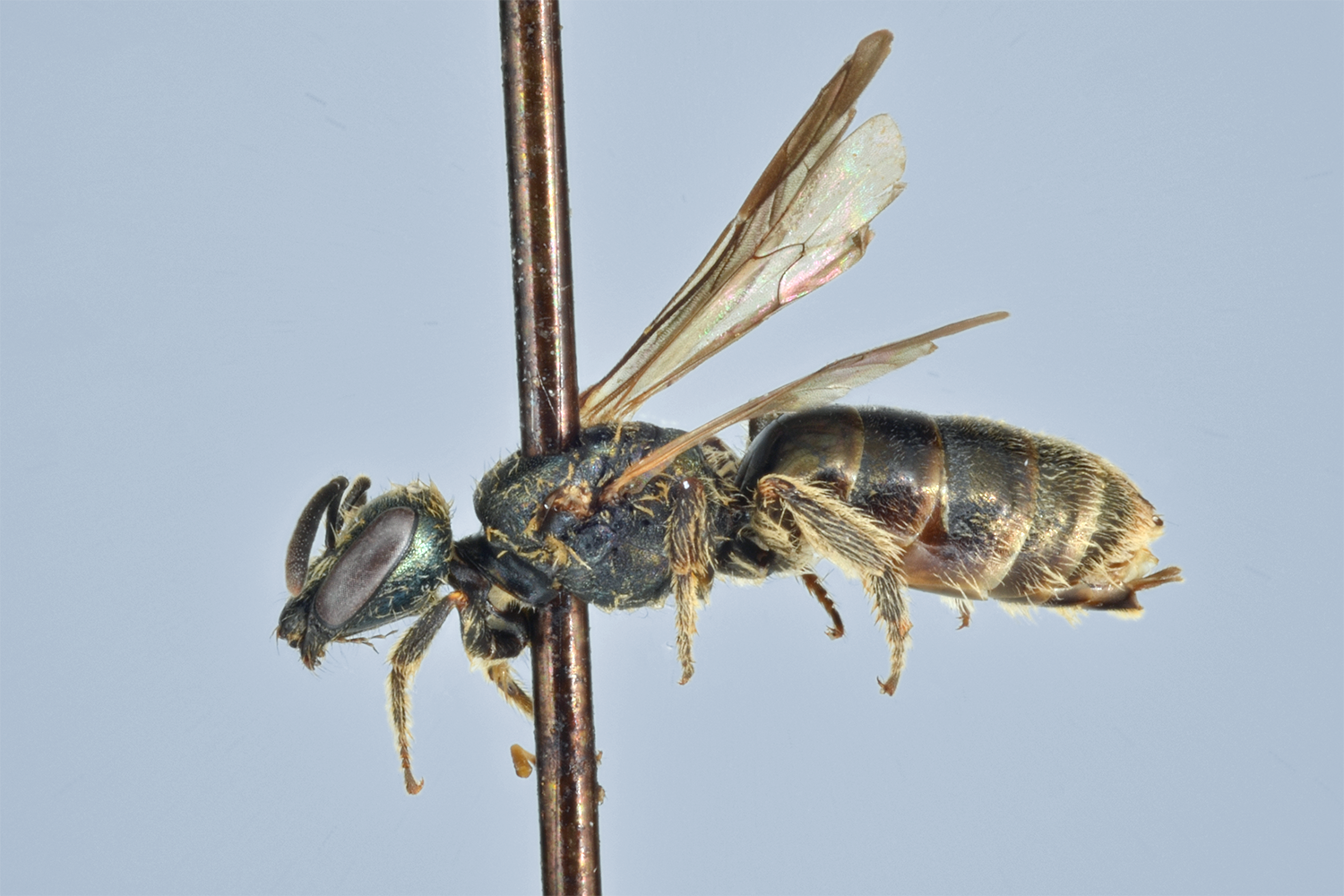 Lasioglossum morio